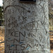 Arboglyphs, American Beech, Native Flora Garden
