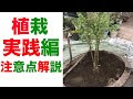 コレクション 木 植える 756609-木 植える 値段