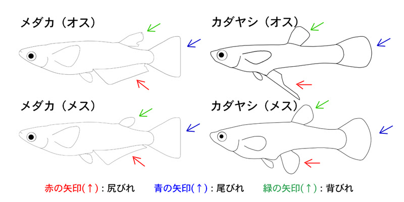 メダカとカダヤシを比べてみよう