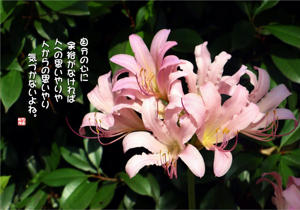No 655 夏水仙 花言葉 快い楽しさ 深い思いやり なおかつ フォトエッセイ