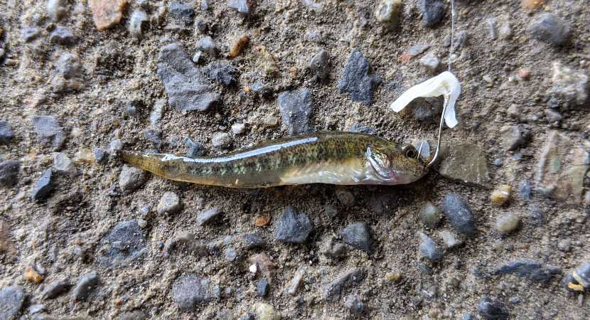 コンビニ スーパーで買える ハゼ釣りのエサ を実釣比較 結局 最強エサってなんなの ぷら釣り