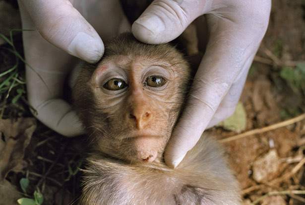 Animals Icons Download Animals Icons Download