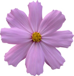 コスモスの花言葉と由来 ピンク オレンジなど色別の意味は