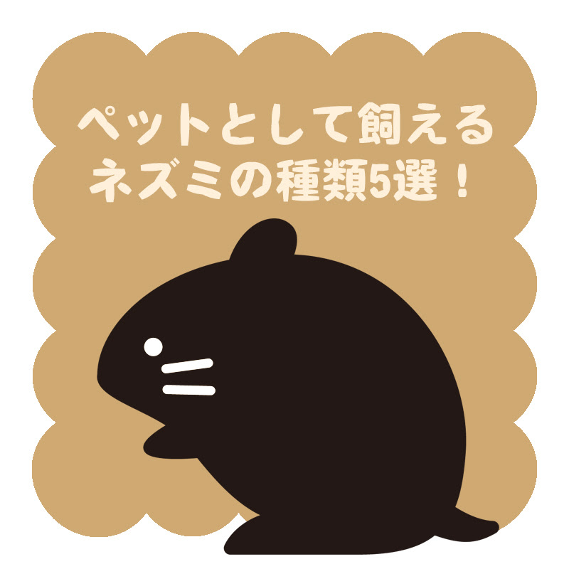ペットとして飼えるネズミの種類5選 特徴や他のネズミとの違いなどを紹介