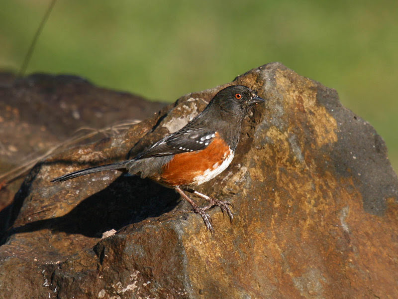 Spotted Towhee