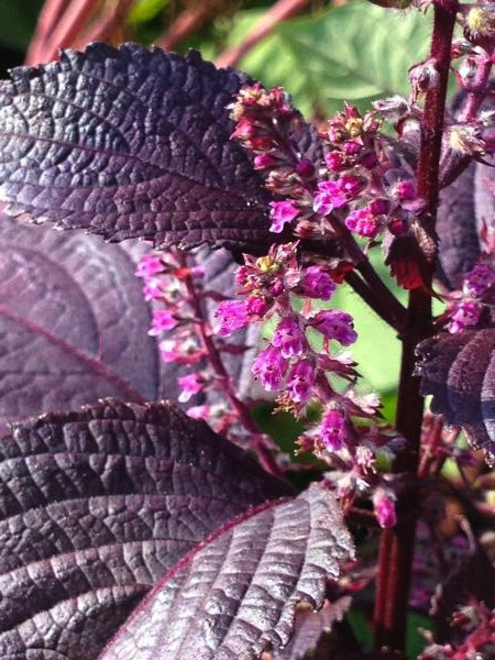 赤紫蘇とイタドリの花が咲いたよ 花が咲いたよ