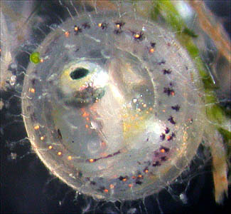 メダカの発生の観察例