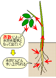 葉のつくりとはたらき