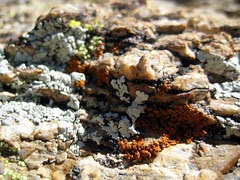mineral orange.jpg