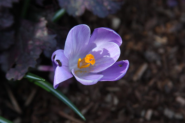 crocus, sw 1st & salmon