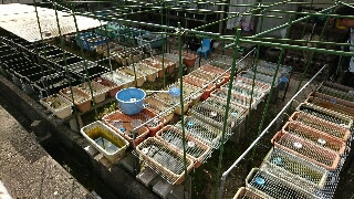 くらすめだか様の飼育環境 ヨタロ ピッカピカのメダカ生活