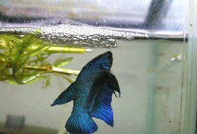 ベタ産卵２日目の作業 さかなおやじのひとりごと ｆｃ２版