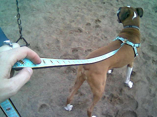 floating dog