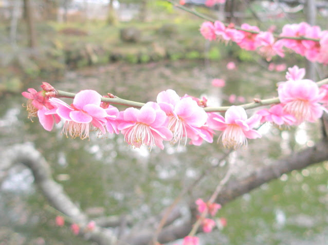 鎌倉街花散歩
