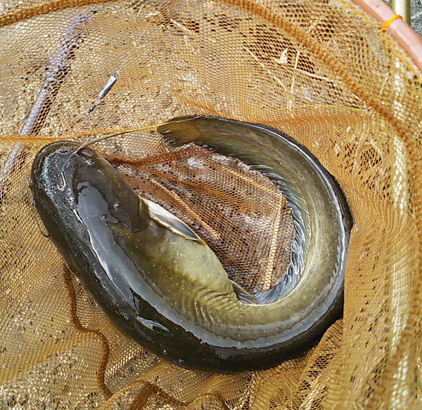 練りエサでナマズ 5本舗