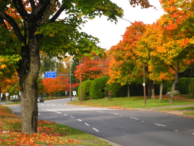 バンクーバー紅葉100 Maplefun トラベルビジョン株式会社
