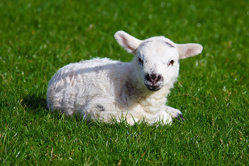 File:Baby lamb.jpg