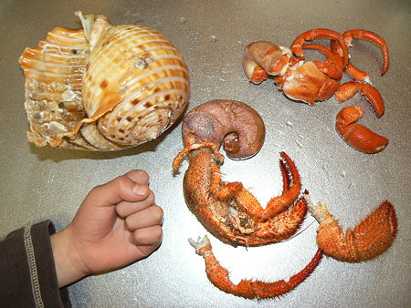 ヤドカリ料理教室 ヒゲ ワールド 楽天ブログ