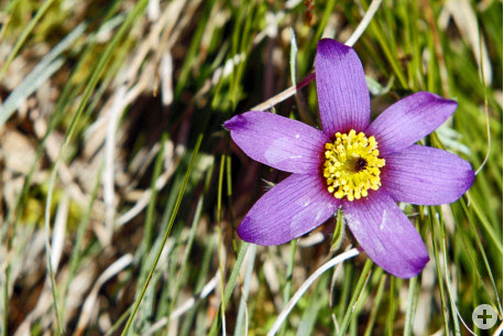09-pulsatilla 