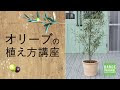 オリーブ 寄せ 植え 相性 455325