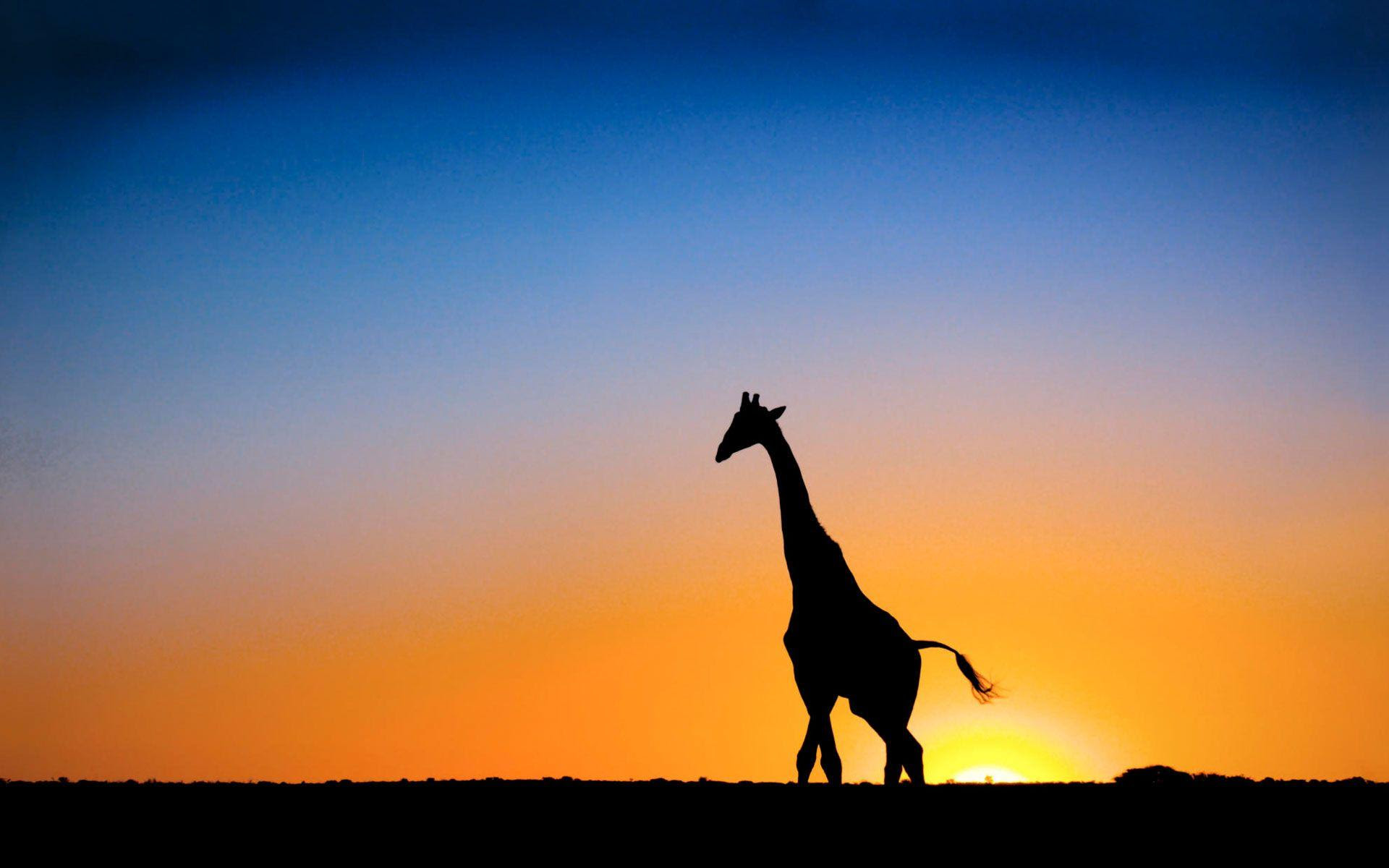 Giraffe Desktop Backgrounds - Wallpaper Cave