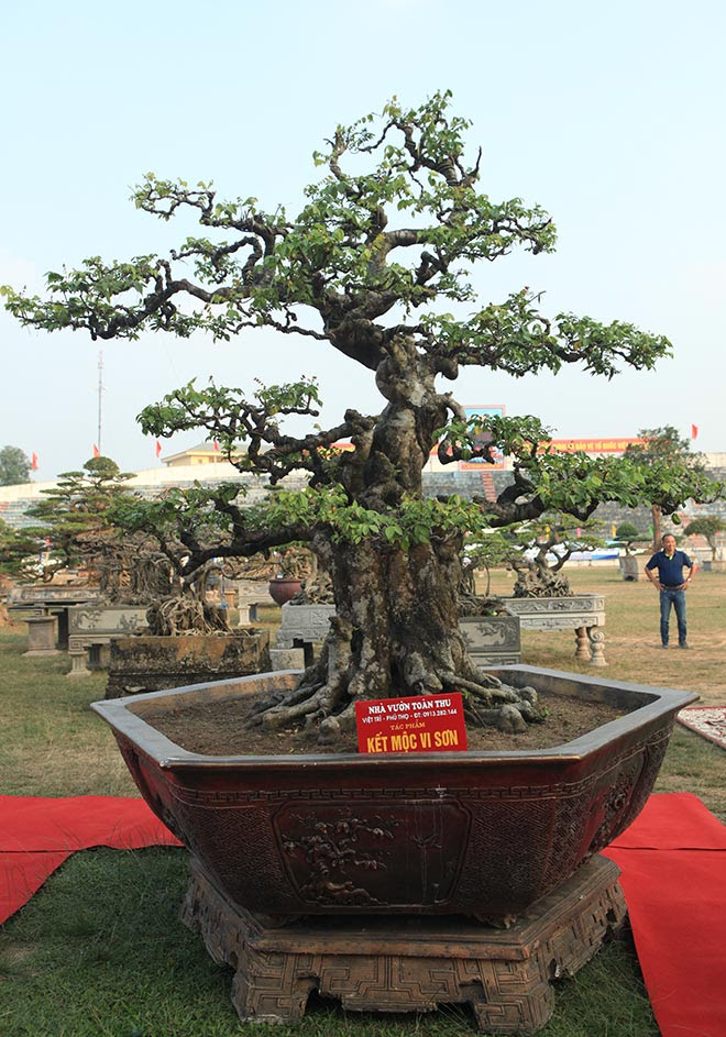 Khế cổ công tử Bạc Liêu từng chơi, trả hơn 6 tỷ không bán - 1