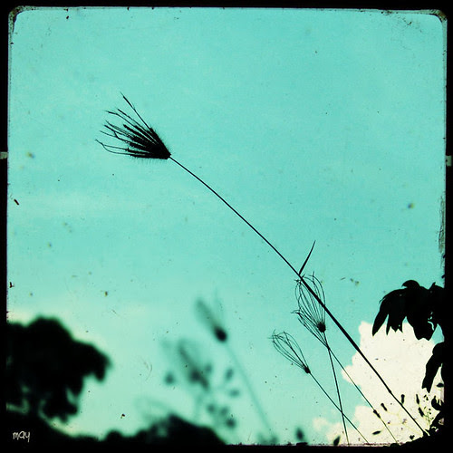Swaying in the summer wind