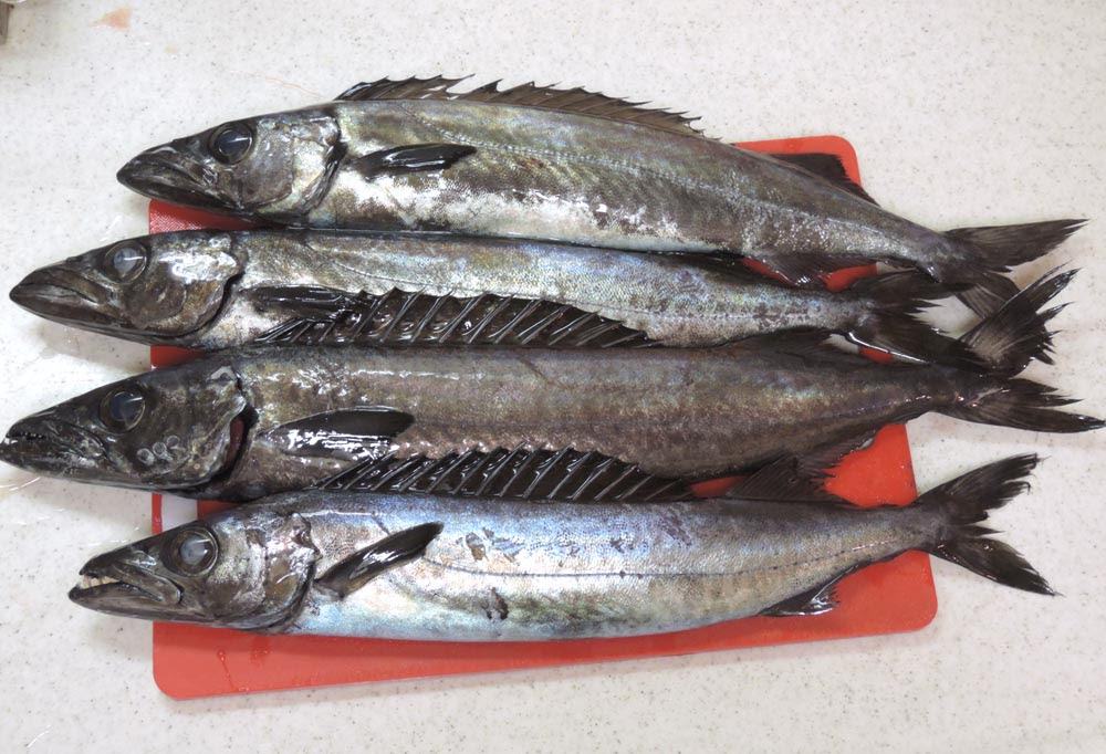 スミヤキ４品 刺身 塩焼き 白みそ仕立ての煮付け さんが焼き ごまプリンの沖釣りに行こうよ