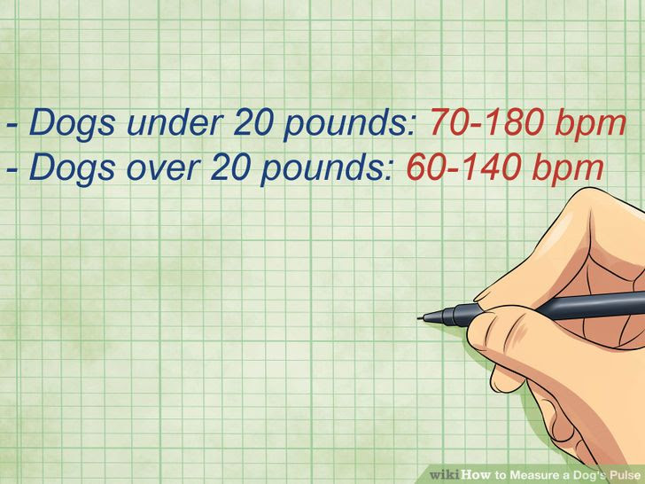 Measure a Dog's Pulse Step 8.jpg