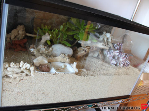 水槽ちら見せ Hermit Cr Blog