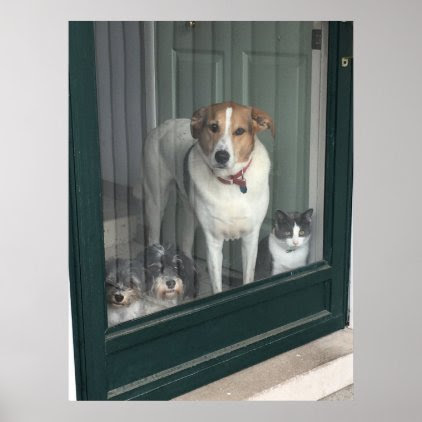 3 Dogs and a Cat Poster