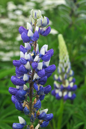 lupine
