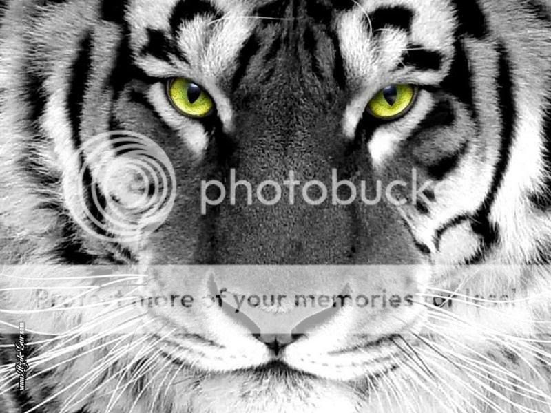 White Tigers Eyes | Pictures of Tiger