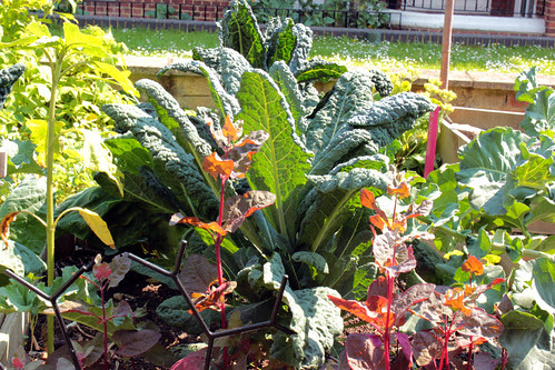 Cavolo Nero and Red Orach
