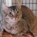 Kitten Adoption In San Diego