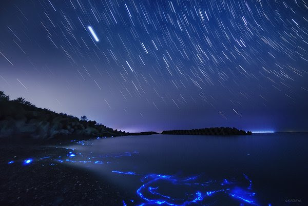 ホタルイカが綺麗に発光する富山の海岸はまるで銀河鉄道の夜のよう Netgeek