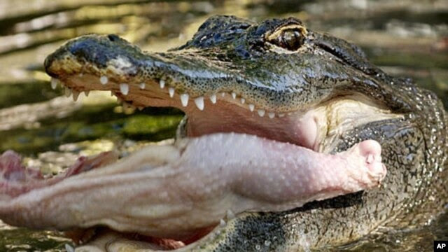 Ide kreatif dibalik Buaya sang predator welcome 