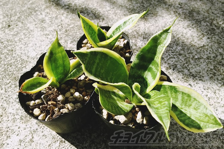 サンセベリアの植替え 時期的にちょっと遅いですが サンセベリアの小さな株を植え替えます サンセベリア は大きな株が有名ですが 今回はあえてミニ観葉サイズで小さく育ててみようと思います