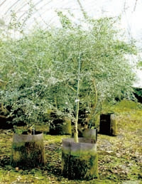 お知らせ 新着情報 果樹苗木の生産 販売 株式会社吉岡国光園 苗木屋