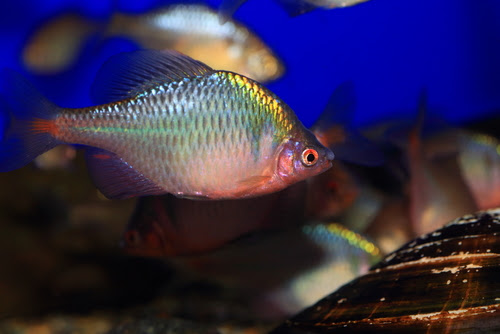 タナゴの仲間カネヒラ 飼育方法について 熱帯魚 淡水魚 海水魚の図鑑