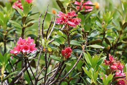 アルプスの３大名花 アルペンローゼ 私たちのツール ド モンブランの山旅は ヨーロッパアルプスに高山植物の花々が次々に咲く時期に重なり合っていた トレイルの両側に百花繚乱と咲き乱れる花園を歩くことも度々あった 旅行企画の西遊旅行社の