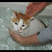 L07_Miao