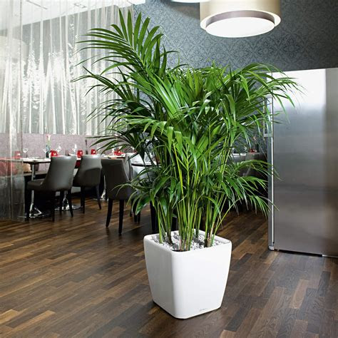 Read full profile having plants inside your house can not only improve the look and aesthe. RoÅliny doniczkowe :: Palma Areca Dypsis (S)