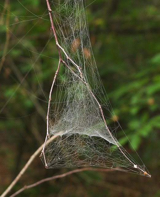 DSC_7237 spider web