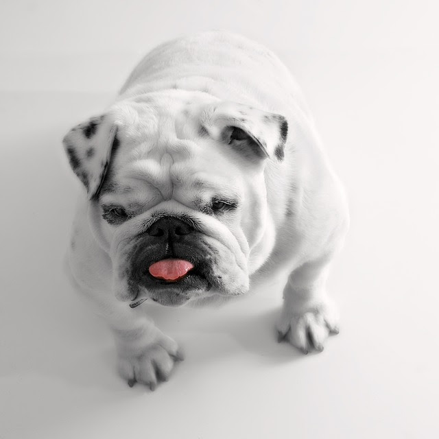 クセになる 愛らしい ブサカワ犬 特集 犬の総合情報サイト ペットスマイルニュースforワンちゃん