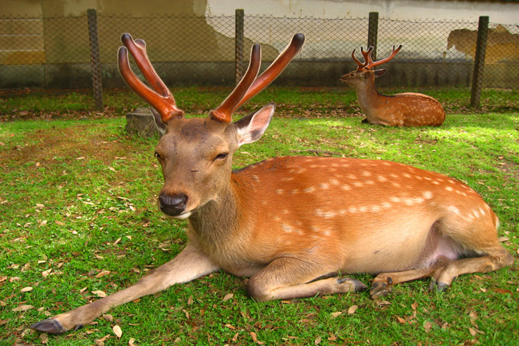 日本の遺産 奈良公園 鹿 写真