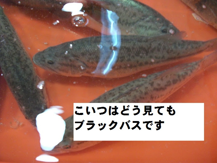 上海赴任録 上海情報