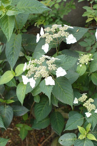Hase temple, Hydrangea