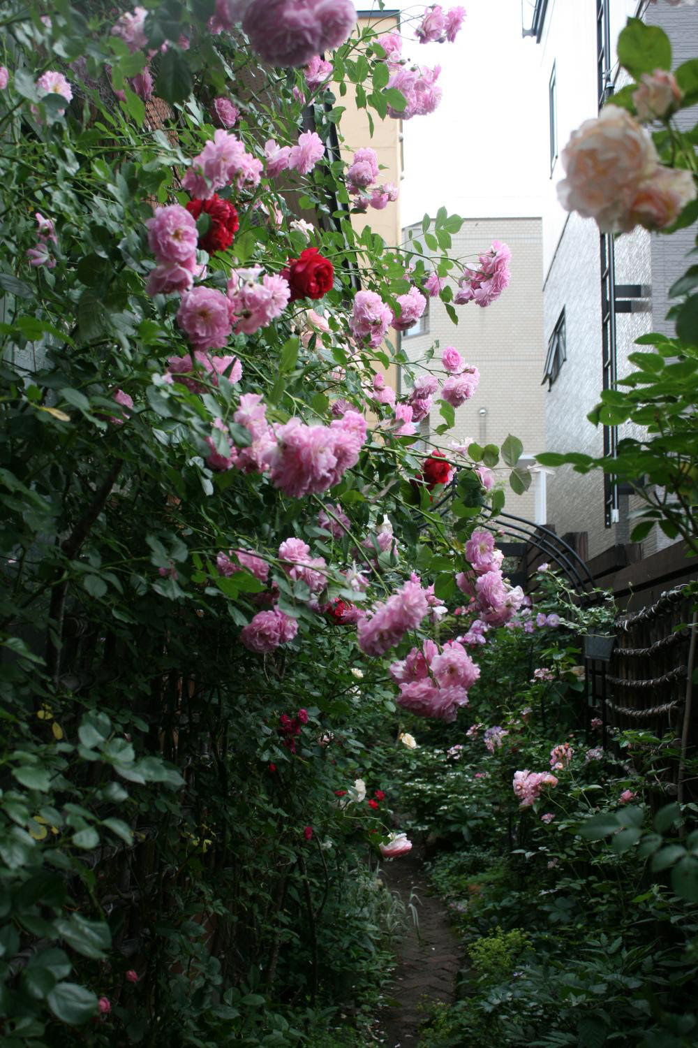 日陰だけどバラの庭 ときどき愛犬しばわんこと料理とハンドメイド 日陰ｏｋなバラたち