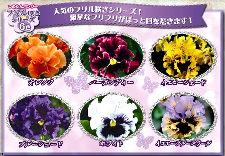 つのたんパンジー つのたんパンジー フリル咲きシリーズ全6色 変わり咲きシリーズ全10色 企画花苗 花苗 切り花苗 野菜苗 生産卸 有限会社 角田ナーセリー